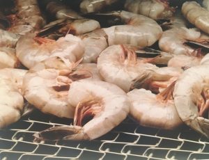 Raw Shrimp on an IJ White Ultra Series Spiral Freezer Metal Conveyor Belt